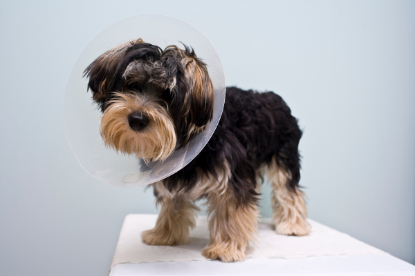 Gli Effetti Collaterali della Castrazione nel Cane: Guida completa Amici e Natura iTALIA Gli Effetti Collaterali della Castrazione nel Cane: Guida completa Amici e Natura iTALIA